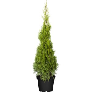 Lebensbaum Smaragd, ca. 120-140 cm hoch im 10 l Topf, Thuja, immergrüne Heckenpflanze.