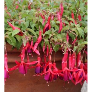 Fuchsie 'Georg' (Fuchsia magellanica) mit roten und violetten Blüten in einem Topf.
