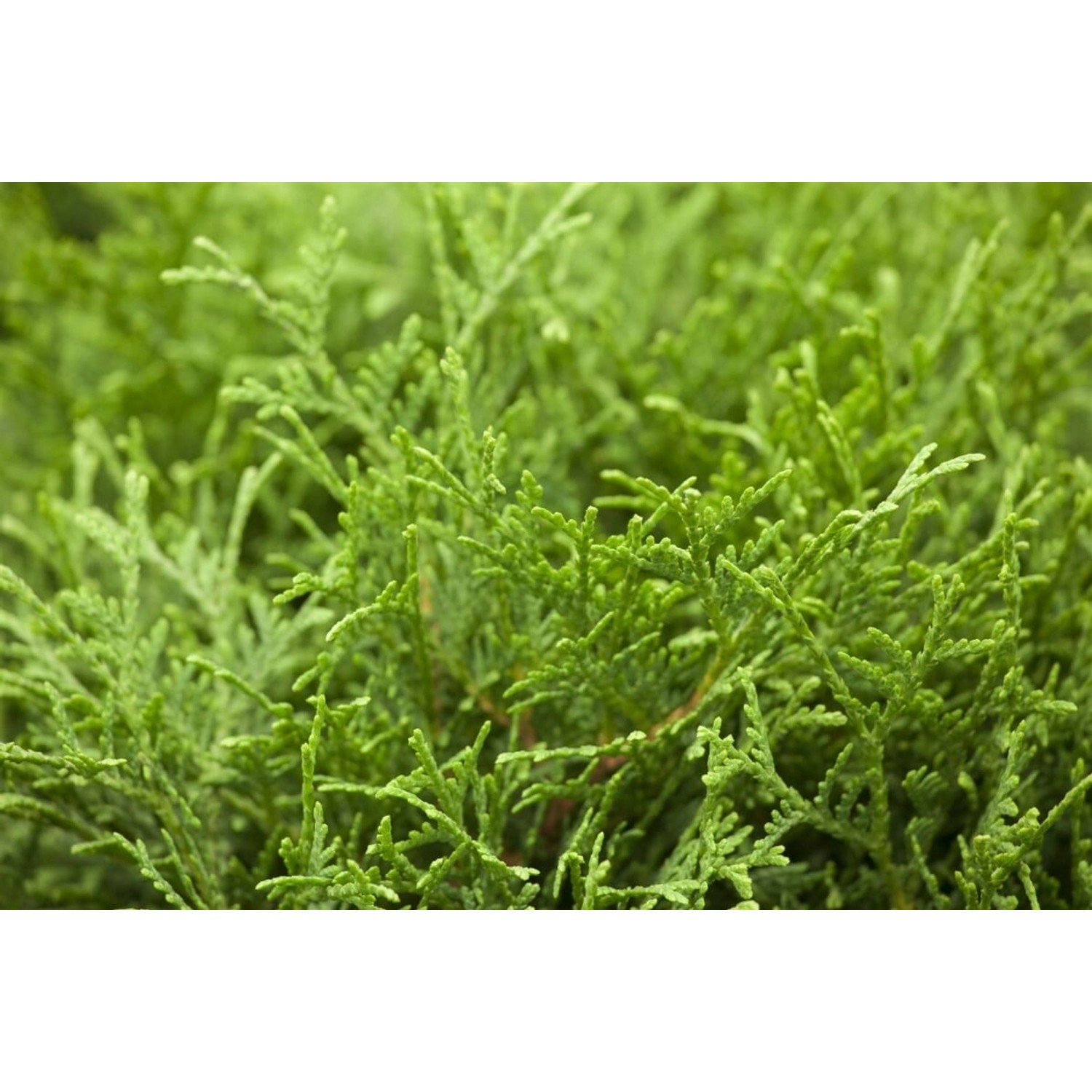 Thuja occidentalis 'Tiny Tim' 30-40 cm günstig online kaufen