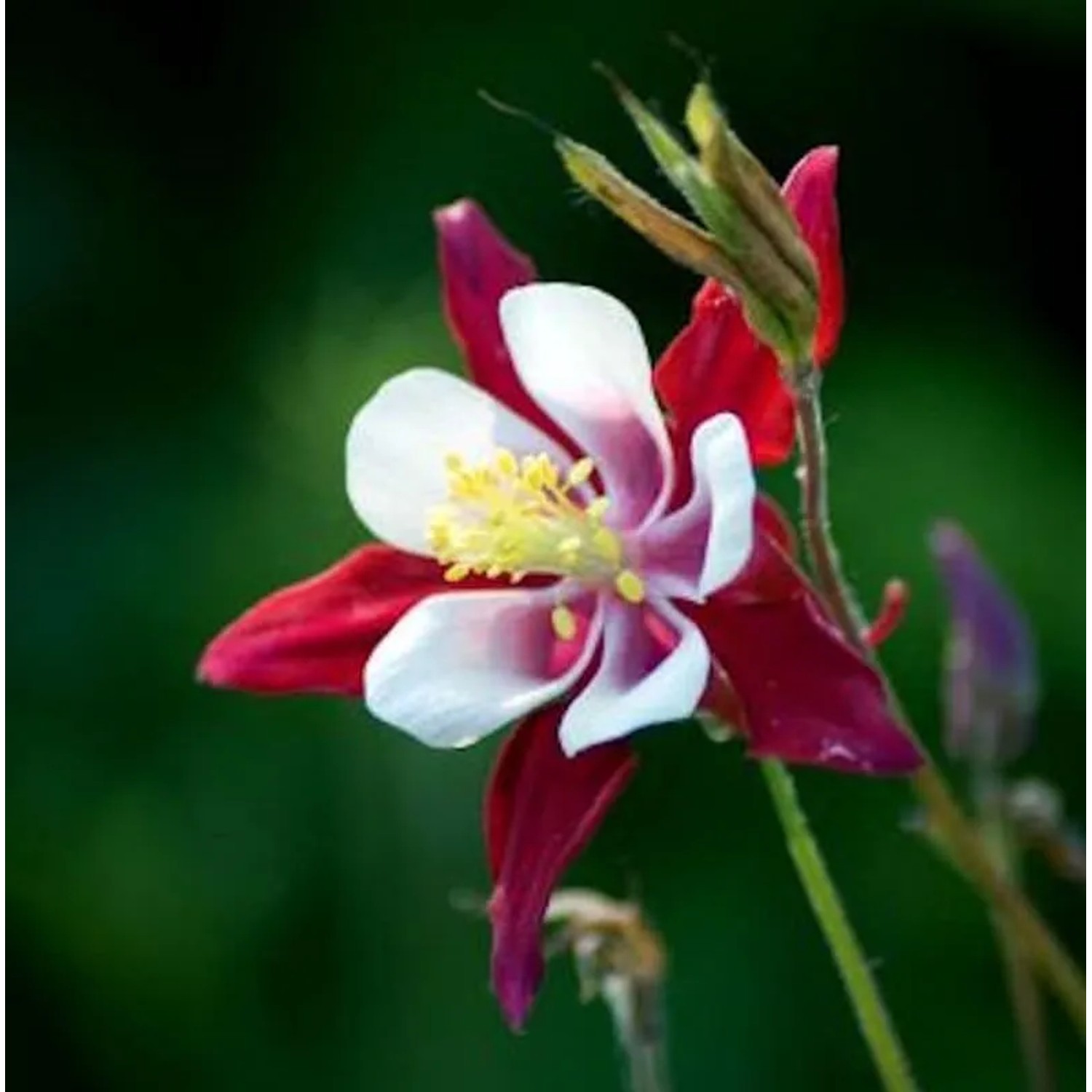 Akelei Crimson Star - Aquilegia caerulea