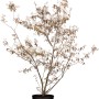 Felsenbirne Weiß im Topf, ca. 50-60 cm hoch, mit weißen Blüten.