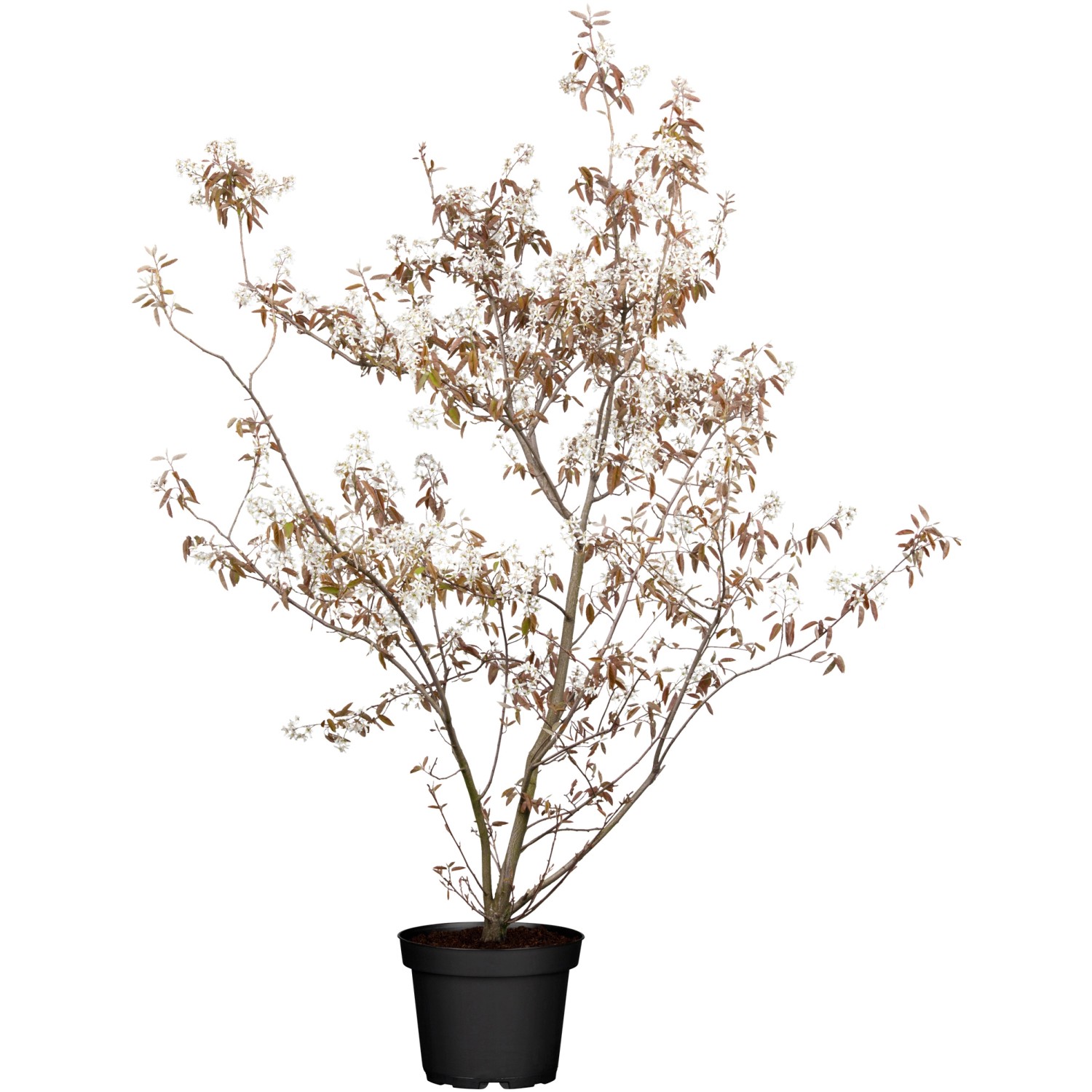 OBI Felsenbirne Weiß Höhe ca. 50 - 60 cm Topf ca. 3,5 l Amelanchier günstig online kaufen