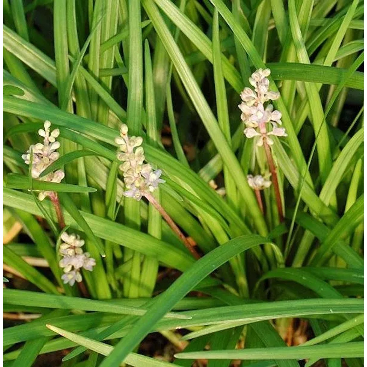 Lilienschwertel Liriope - Liriope spicata