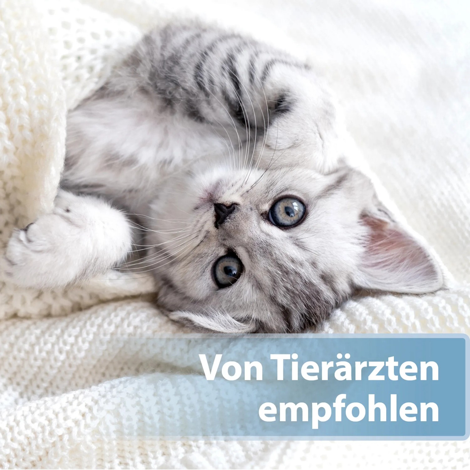 Graue Katze, eingewickelt in eine weiße Decke, empfohlen von Tierärzten. Felisept Ohrpflege.