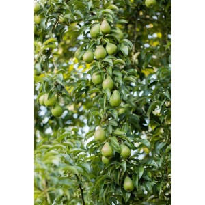 Birnbaum 'Gräfin von Paris' (150-200cm) mit reifen, grünen Birnen am Baum.