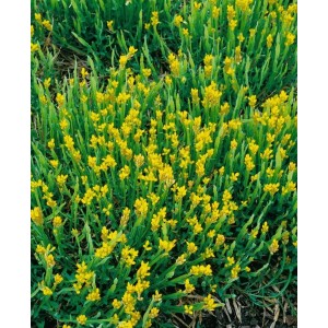 Blühender Flügelginster (Genista Sagittalis) mit leuchtend gelben Blüten, 20-30 cm hoch.