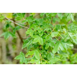 Nahaufnahme des Französischen Ahorns (Acer monspessulanum) mit grünen Blättern.
