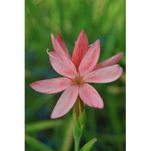 Nahaufnahme der rosa Kaffernlilie (Schizostylis coccinea) im 9x9 cm Topf.
