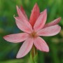 Nahaufnahme der rosa Kaffernlilie (Schizostylis coccinea) im 9x9 cm Topf.