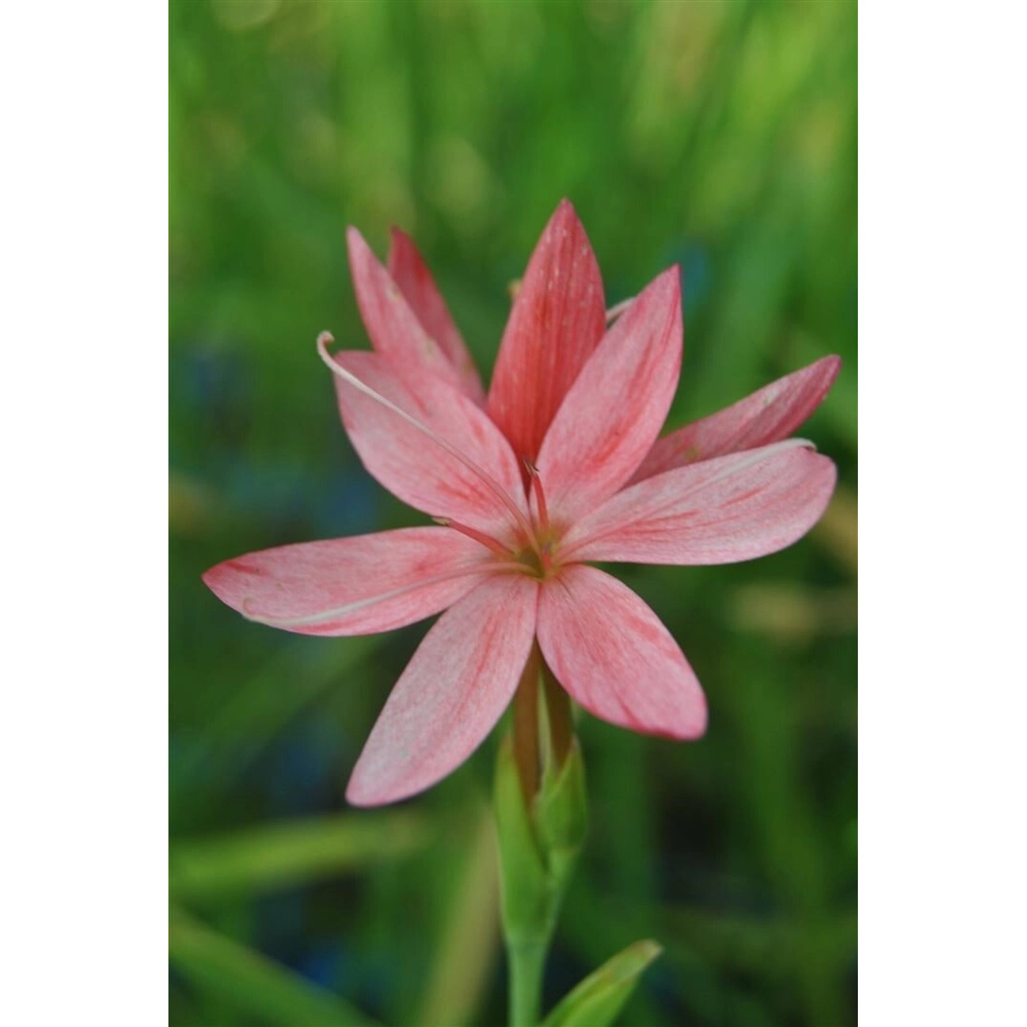 Schizostylis Coccinea Kaffernlilie Ca. 9x9 cm Topf günstig online kaufen