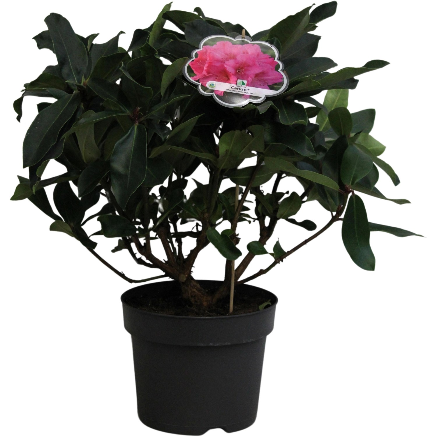 Rhododendron Caruso Pink Höhe ca. 40 - 50 cm Topf ca. 7,5 l