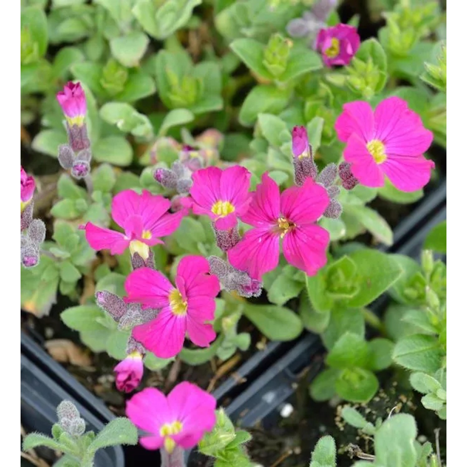 Blaukissen Rubinfeuer - Aubrieta