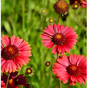 Nahaufnahme der burgunderroten Korkadenblume (Gaillardia aristata) im Garten.