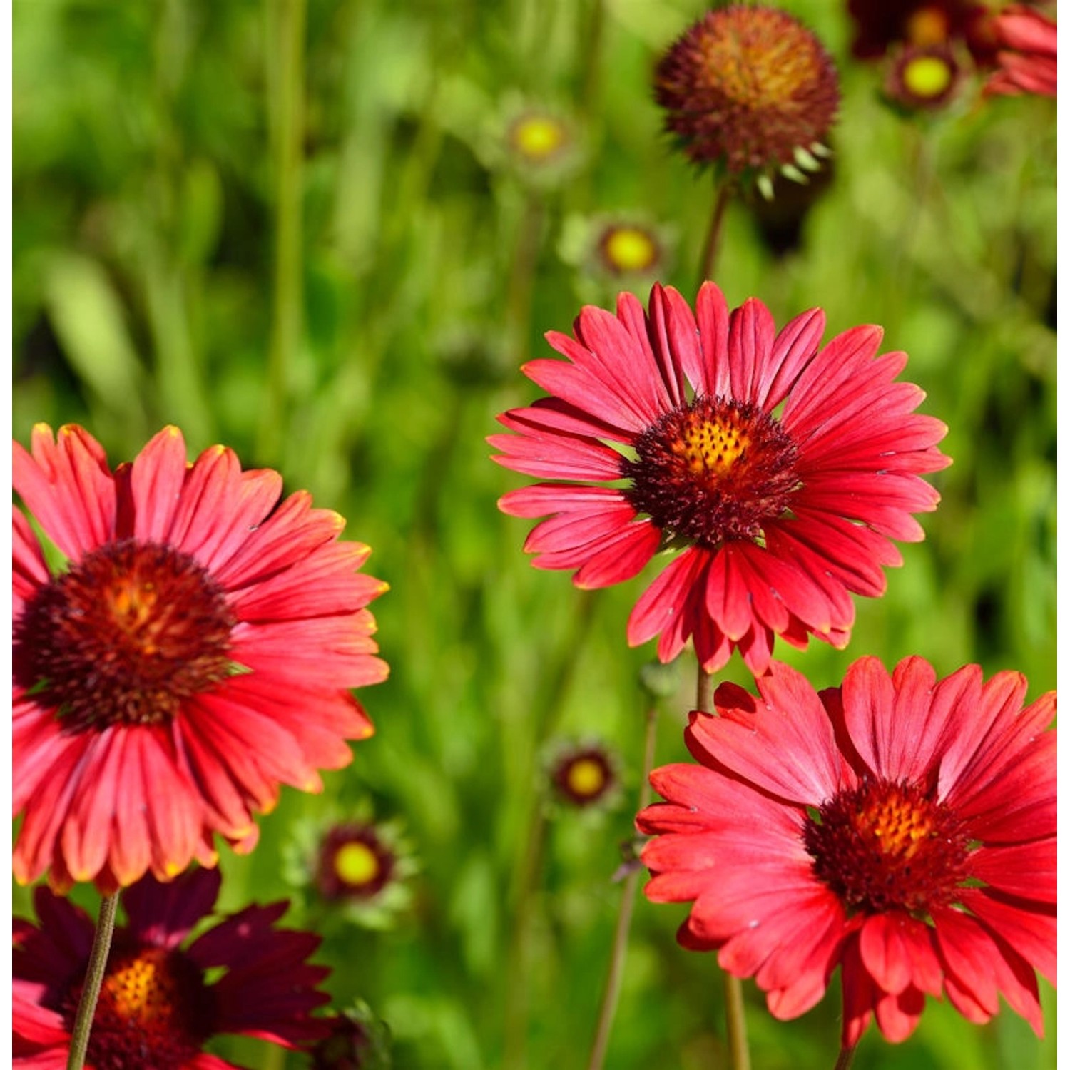 Korkadenblume Burgunder - Gaillardia aristata günstig online kaufen