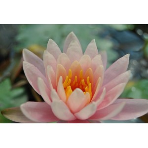 Nahaufnahme einer rosa 'Fabiola' Seerose mit gelben Staubgefäßen im 11x11 cm Topf.