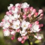 Nahaufnahme des rosa-weißen Duft-Schneeballs Viburnum Carlesii Aurora.