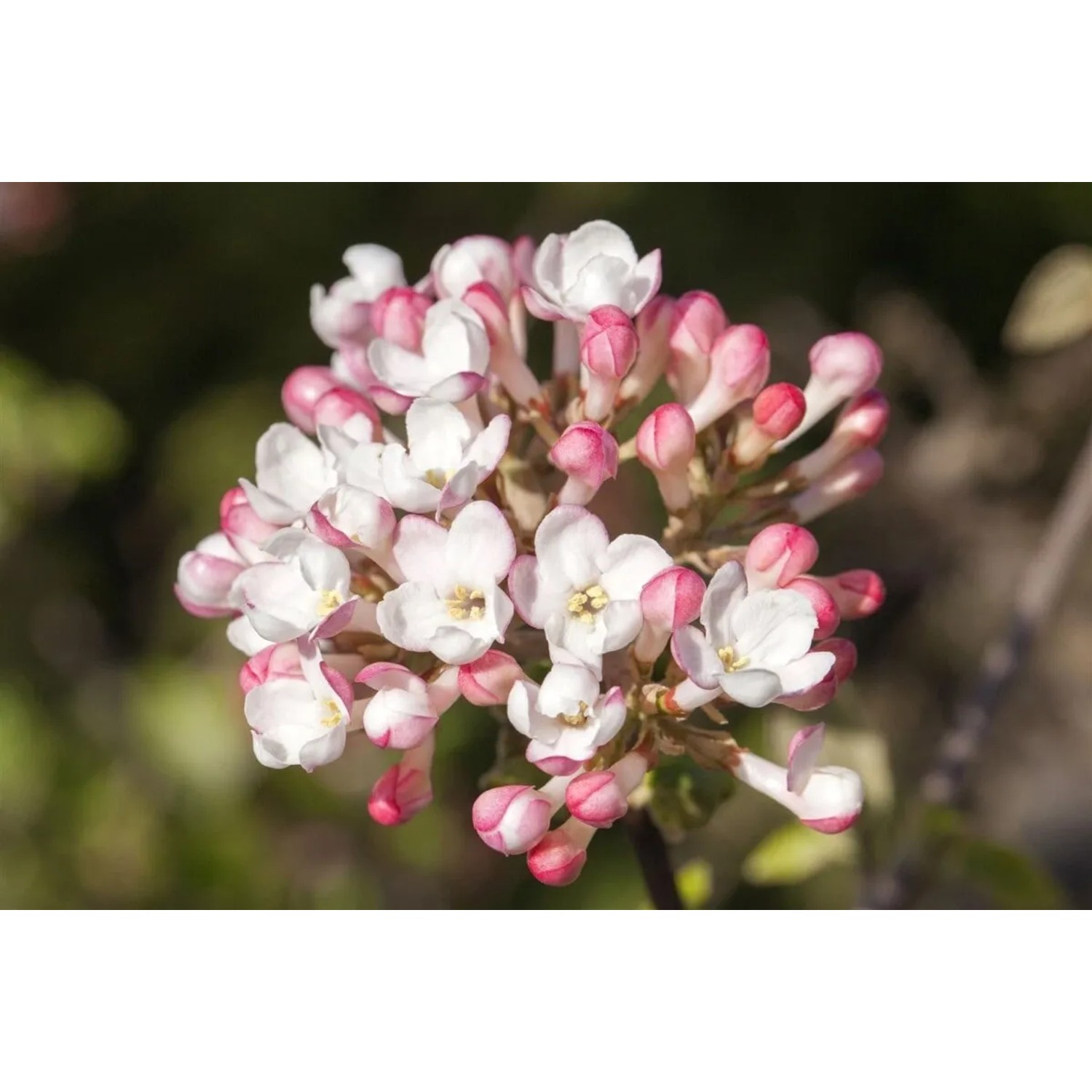 Nahaufnahme des rosa-weißen Duft-Schneeballs Viburnum Carlesii Aurora.