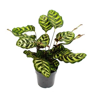Korbmarante Calathea Makoyana im 14cm Topf, eine exotische Schattenpflanze mit auffälligem Blattmuster.