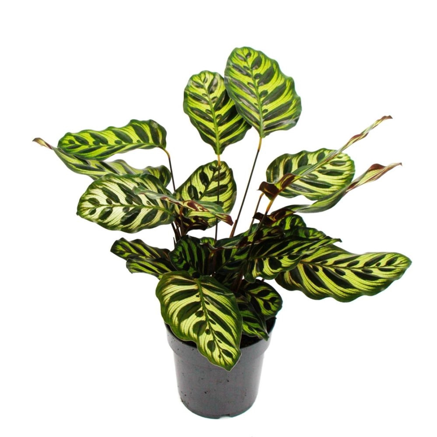 Exotenherz Schattenpflanze mit Besonderem Blattmuster Calathea Makoyana Korbmarante 14cm Topf ca. 35-40cm Hoch