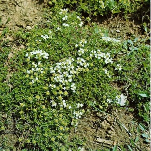Weiß blühender Sand-Thymian (Thymus Serpyllum Var. Albus) im 9x9 cm Topf, ideal als Bodendecker.