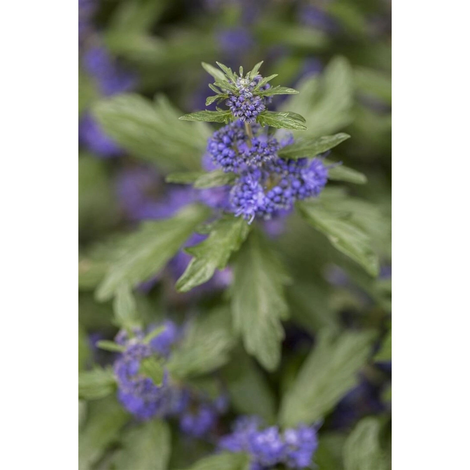 Caryopteris Clandonensis Bartblume Blue Balloon R 40-60 cm günstig online kaufen