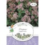 Grüne Fee Oregano Ausdauernder Saatgut. Blühender Oregano mit rosa Blüten und grünen Blättern auf der Packung.