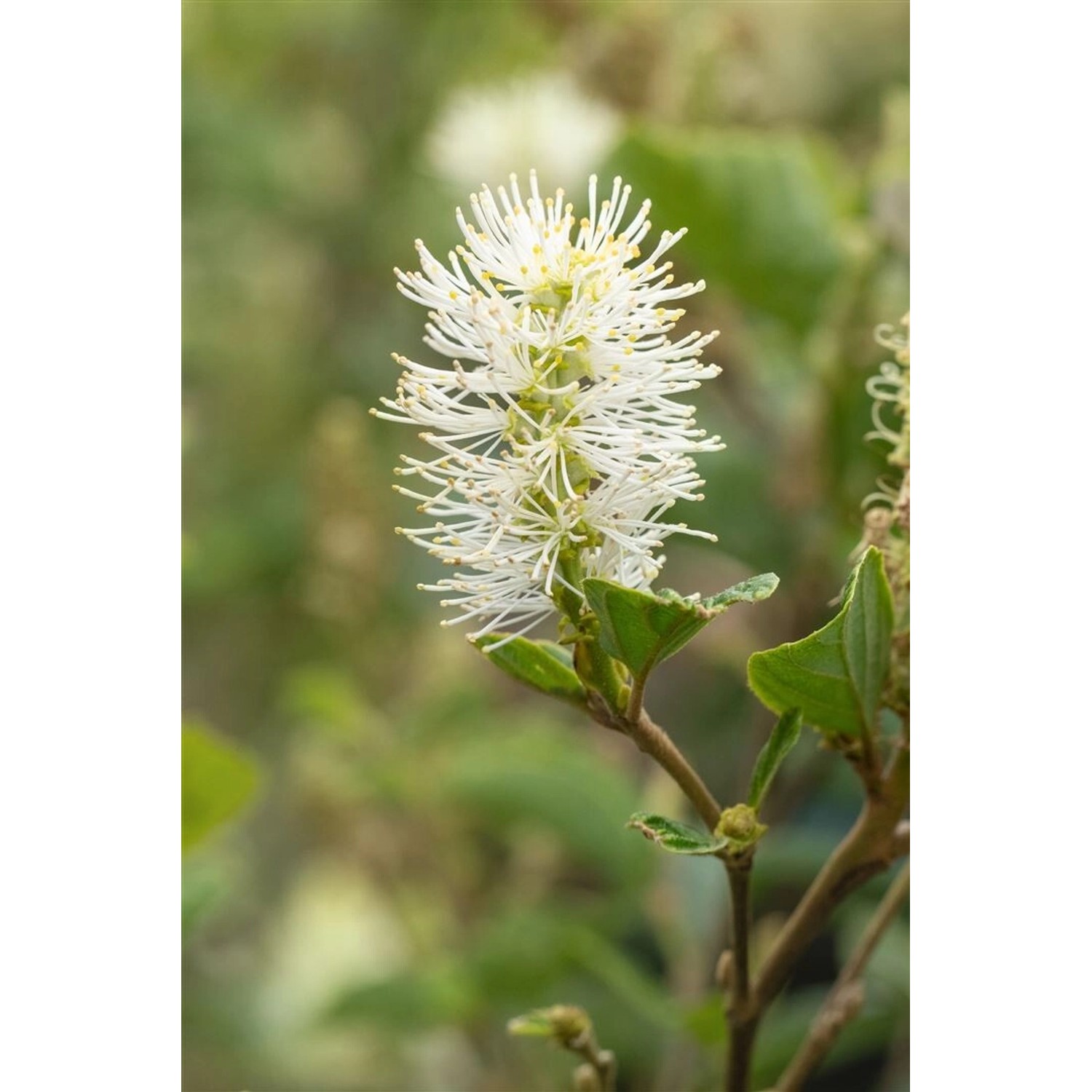 Fothergilla Gardenii Blue Shadow Federbuschstrauch Blaugrün 30–40 cm günstig online kaufen