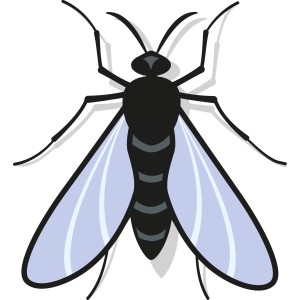 Illustration einer Trauermücke, Schädling für Zimmerpflanzen, bekämpfbar mit Nexa Lotte Gelbsteckern.