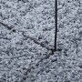 Detailansicht: Blauer, runder Shaggy Teppich mit hohem Flor (100 cm).