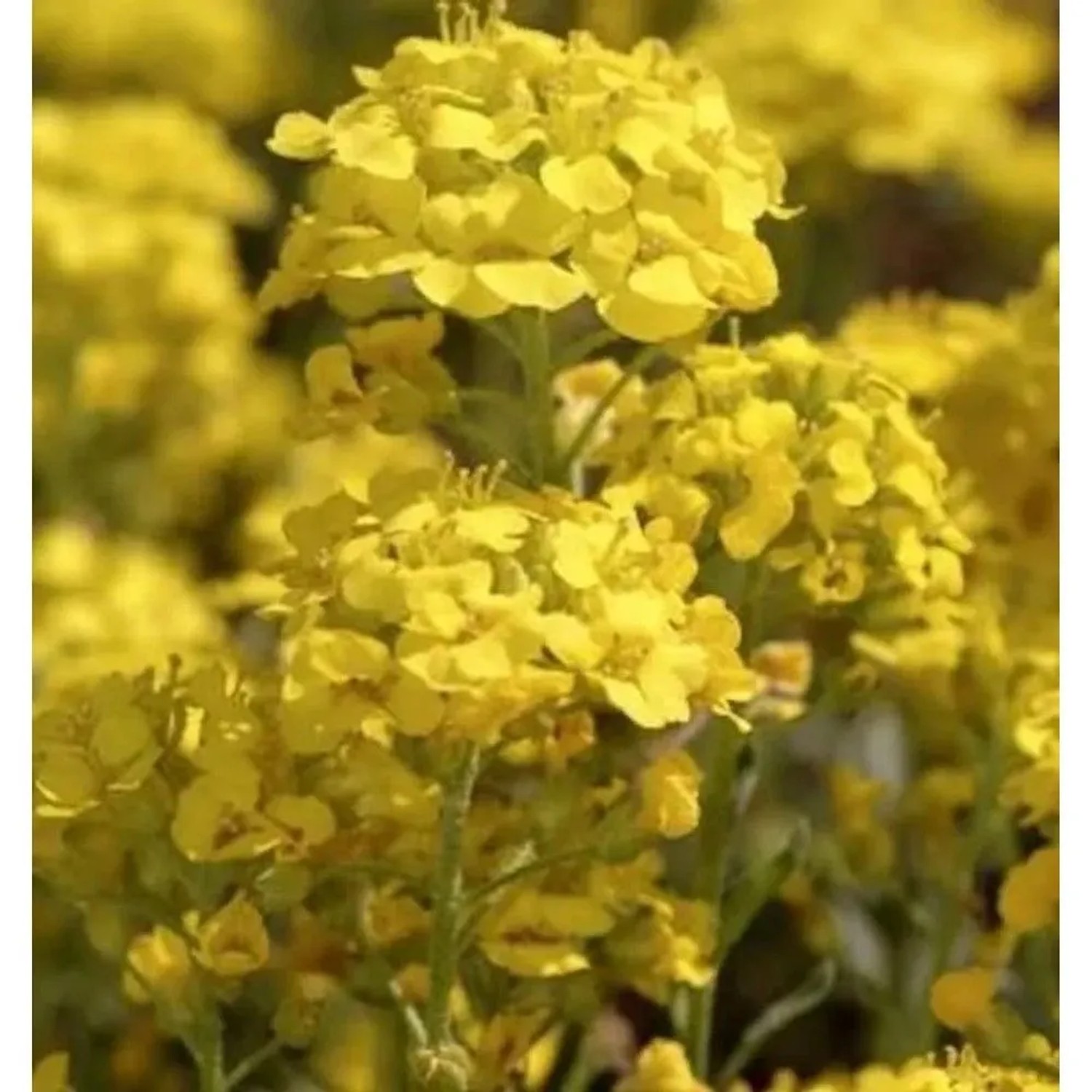 Wulfen Steinkraut - Alyssum wulfenianum
