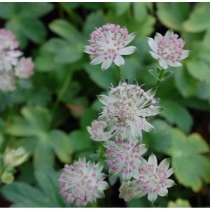 Nahaufnahme der Sterndolde 'Buckland' (Astrantia major), eine dekorative Staude mit rosa-weißen Blüten.