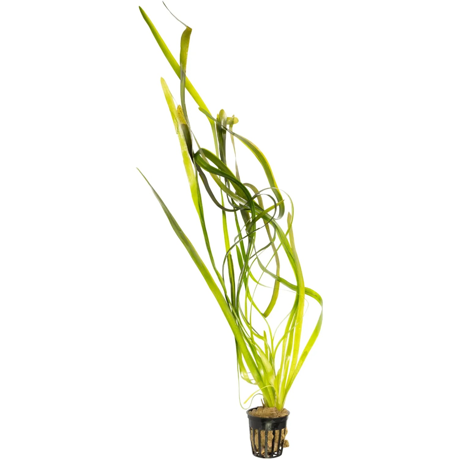 Stoffels Vallisneria nana kaufen bei OBI