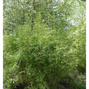 Grüner Malachite Bambus Monkeys (Fargesia speciosa) Strauch, 100-125cm hoch.