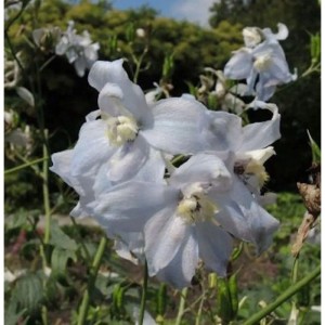 Nahaufnahme des hohen Rittersporns 'Polarfuchs' mit hellblauen Blüten und grünen Blättern.