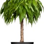 Bio Nektarine 'Stark Red Gold' im Topf, ca. 80-100cm hoch. Ideal für sonnige Standorte.