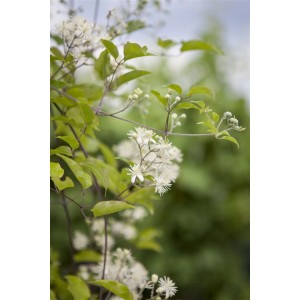 Blühende Clematis Vitalba Waldrebe mit weißen Blüten und grünen Blättern.