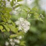 Blühende Clematis Vitalba Waldrebe mit weißen Blüten und grünen Blättern.