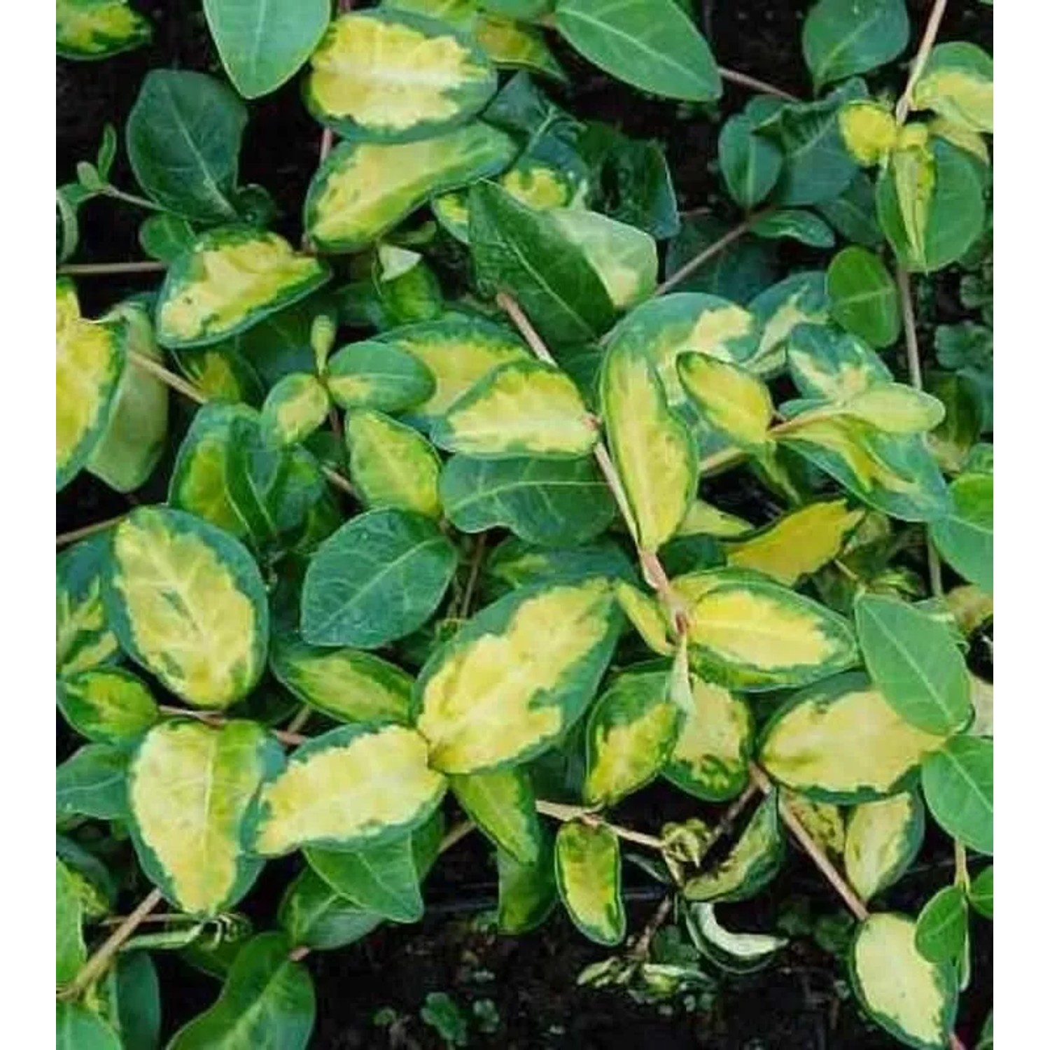 Kleinblättriges Immergrün Illumination - Vinca minor