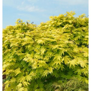 Japanischer Goldahorn 'Jordan', 80-100cm, mit leuchtend gelbem Laub.