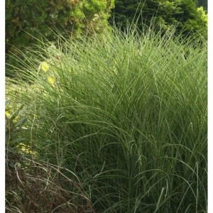 Chinaschilf 'Morning Light', Ziergras mit grün-weißen Halmen für den Garten.
