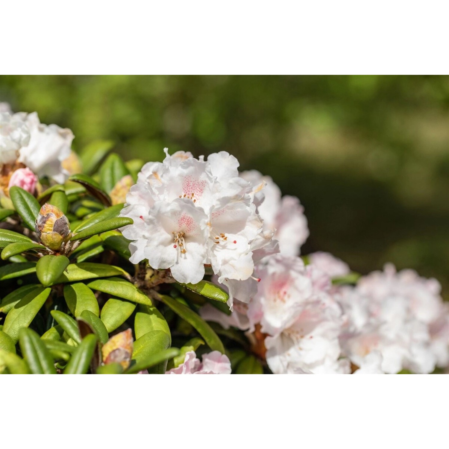 Rhododendron Proteoides Webs Bee Rhododendron 50–60 cm günstig online kaufen