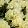 Gelb blühender Rhododendron INKARHO® als Dufthecke, ca. 40-50 cm hoch.