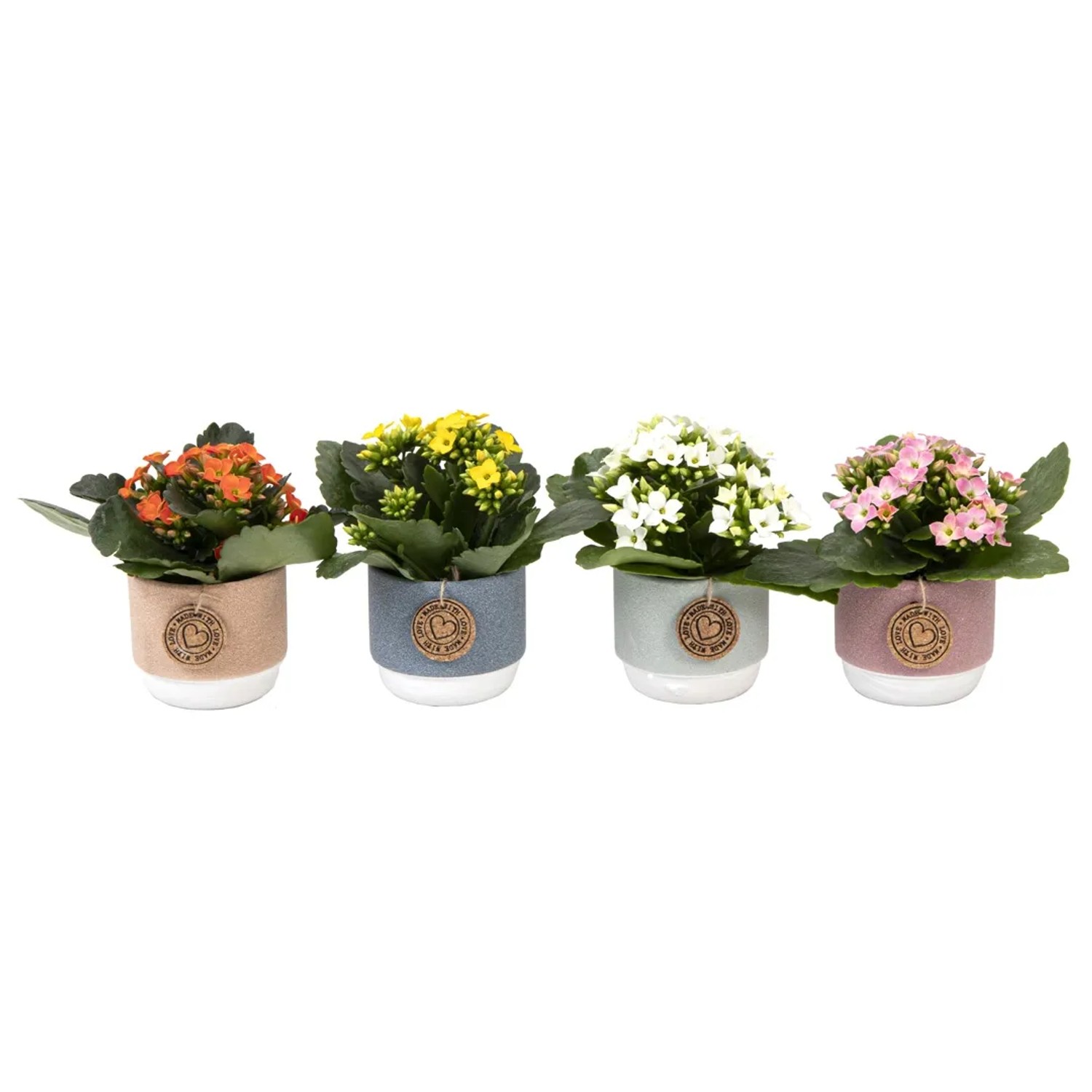 Flammendes Kthchen Sukkulente Kalanchoe Blossfeldiana Keramiktopf  6 cm  kaufen bei OBI