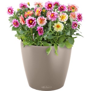 Lechuza Classico Color Pflanzgefäß, Ø 43 cm, sandbraun, mit bunten Dahlien bepflanzt.