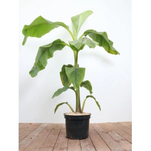Japanische Essbanane (Musa Japonica), 80-100 cm, im Topf. Exotische Kübelpflanze für Garten und Terrasse.
