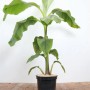 Japanische Essbanane (Musa Japonica), 80-100 cm, im Topf. Exotische Kübelpflanze für Garten und Terrasse.