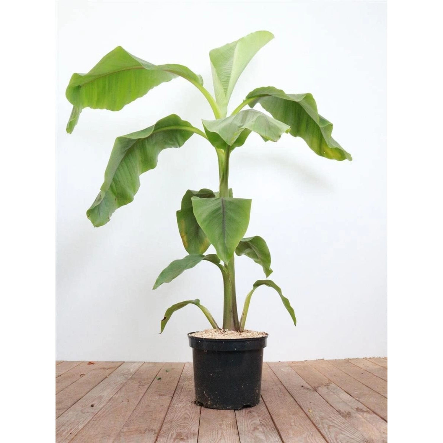 Musa Japonica Japanische Essbanane 80–100 cm günstig online kaufen