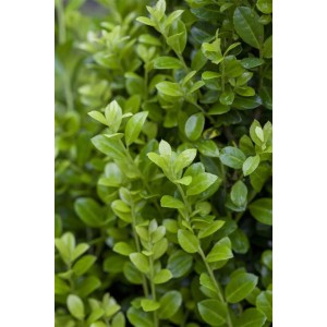 Detailaufnahme der Ilex crenata 'Luxus Hedge' Heckenpflanze mit grünen Blättern.