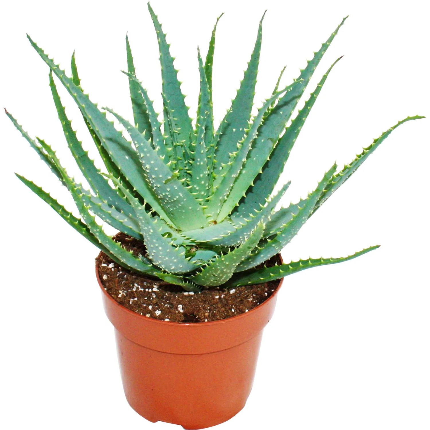 Aloe Arborescens Topf- 19 cm kaufen bei OBI