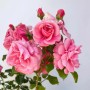 Rosa Strauchrose Dornröschenschloss Sababurg mit rosa Blüten im Topf.